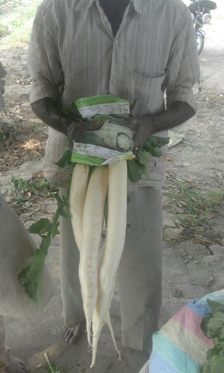 RADISH SAMAG EVERY WHITE F1 RESULTS IN THE VILLAGES OF KARNAL
